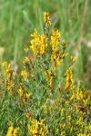 Genista tinctoria