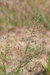 Scrophularia canina