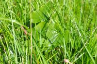Dioscorea communis