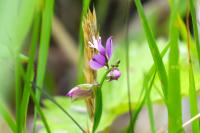 Polygala vulgaris
