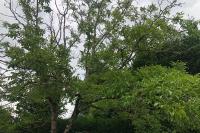 Juglans regia