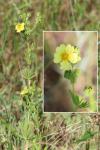 Potentilla recta