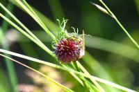 Allium vineale