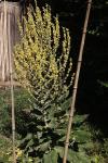 Verbascum pulverulentum
