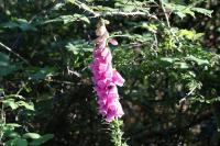 Digitalis purpurea