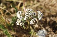 Achillea millefolium