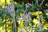 Cirsium palustre