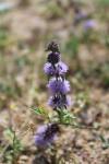 Mentha pulegium