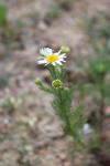 Tripleurospermum inodorum
