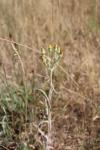Andryala integrifolia