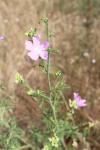 Malva moschata