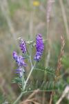 Vicia cracca