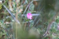 Ononis spinosa