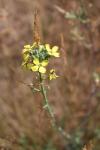 Coincya monensis