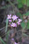 Centaurium erythraea