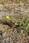 Tuberaria guttata
