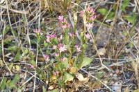 Centaurium erythraea
