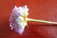 Armeria arenaria