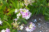 Saponaria officinalis