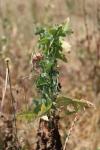 Lactuca serriola
