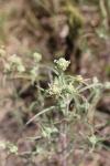 Plantago arenaria