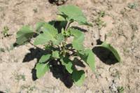 Xanthium orientale