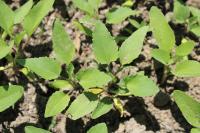 Xanthium orientale