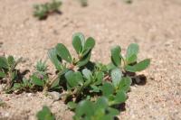 Portulaca oleracea