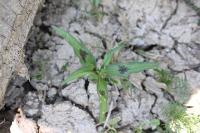 Persicaria lapathifolia