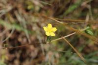 Potentilla reptans