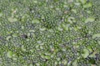 Wolffia arrhiza