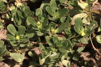 Portulaca oleracea