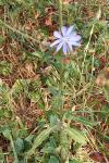 Cichorium intybus