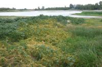 Cuscuta campestris