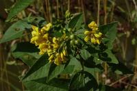 Lysimachia vulgaris