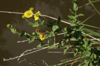Pulicaria dysenterica