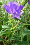 Campanula glomerata
