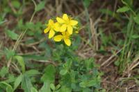 Hypericum perforatum
