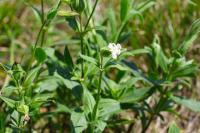 Silene latifolia