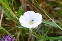 Convolvulus arvensis