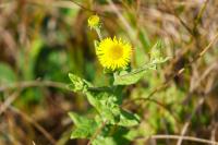 Pulicaria dysenterica