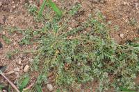 Corrigiola littoralis
