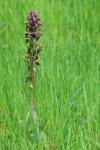 Himantoglossum robertianum