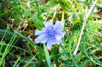 Cichorium intybus