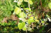 Populus alba