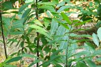 Castanea sativa