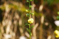 Verbascum virgatum