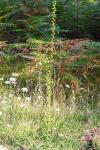 Verbascum virgatum