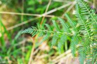 Pteridium aquilinum