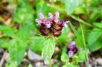 Prunella vulgaris